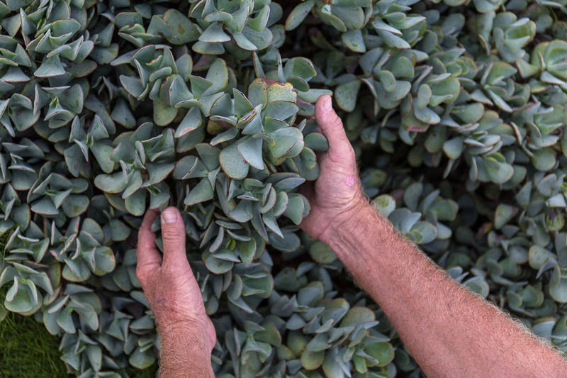 Expert use of native plants Landscaping Central Coast NSW